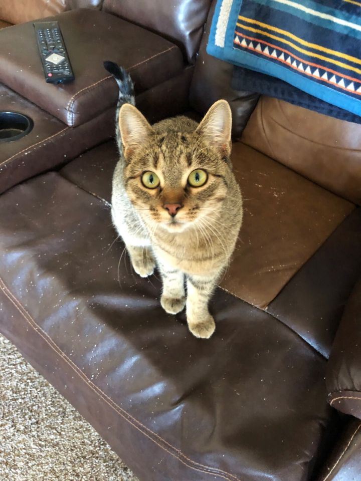 Cat for adoption Suzie Q, a Domestic Short Hair in Rawlins, WY