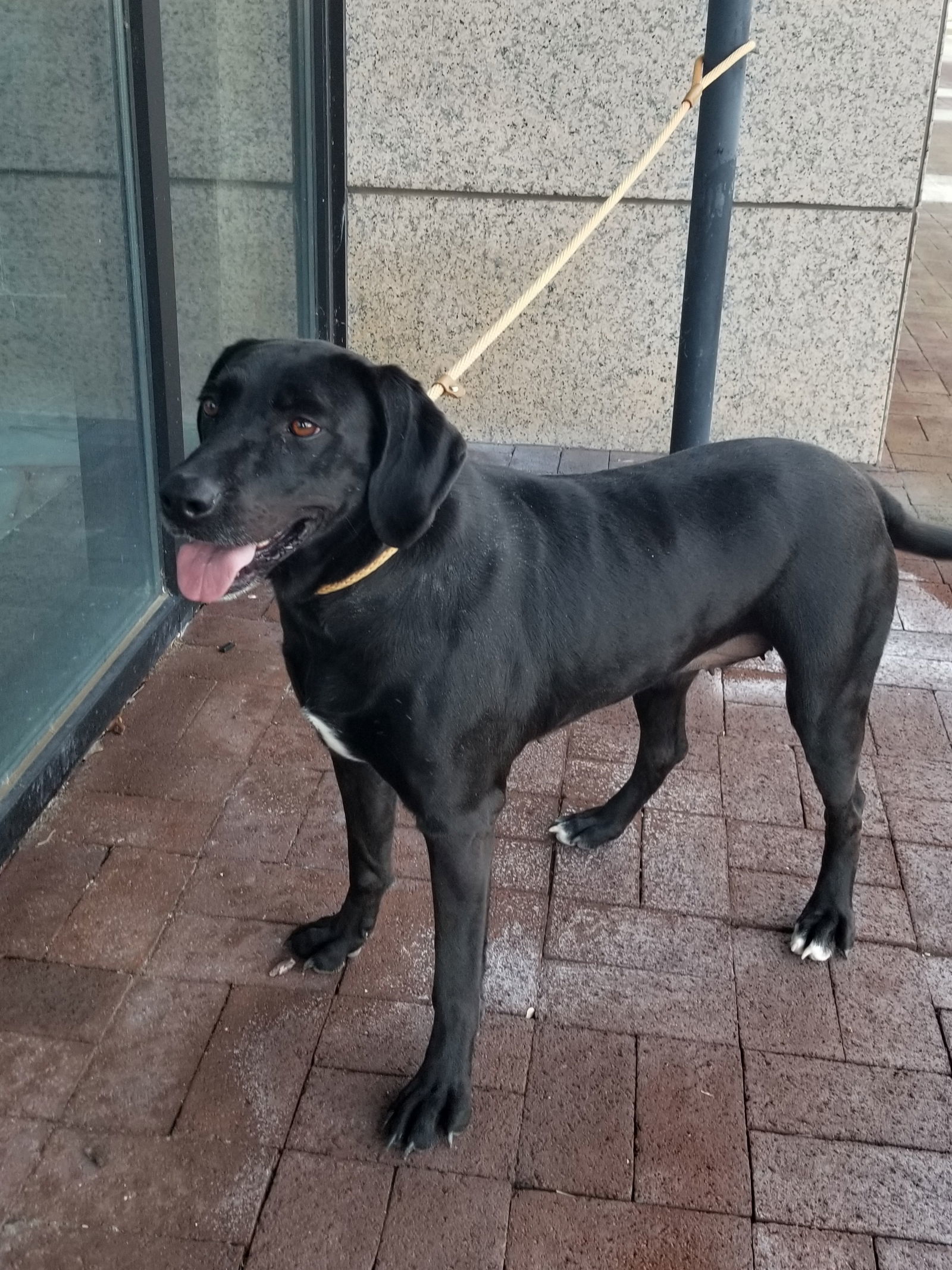 Peppa, an adoptable Labrador Retriever in Thomasville, NC, 27361 | Photo Image 1