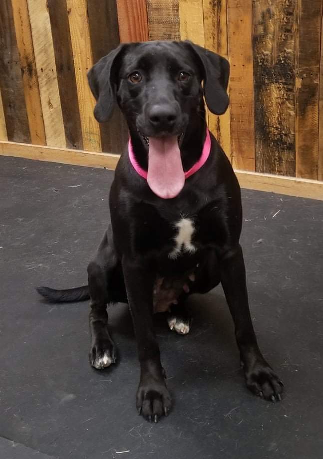 Peppa, an adoptable Labrador Retriever in Thomasville, NC, 27361 | Photo Image 2