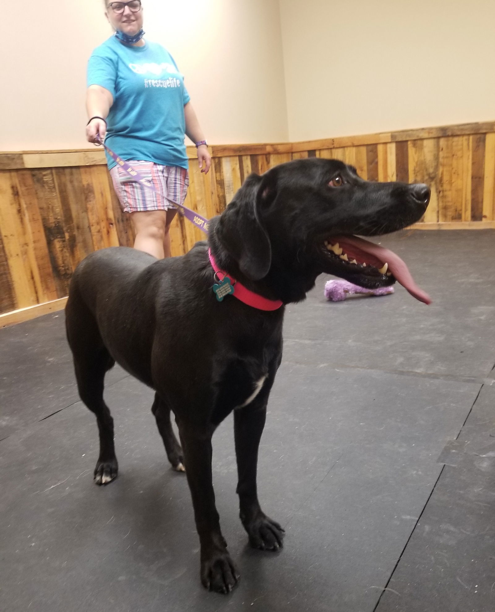 Peppa, an adoptable Labrador Retriever in Thomasville, NC, 27361 | Photo Image 3