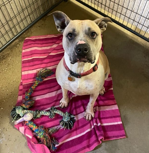 Jake, an adoptable Mixed Breed in Lapeer, MI, 48446 | Photo Image 2