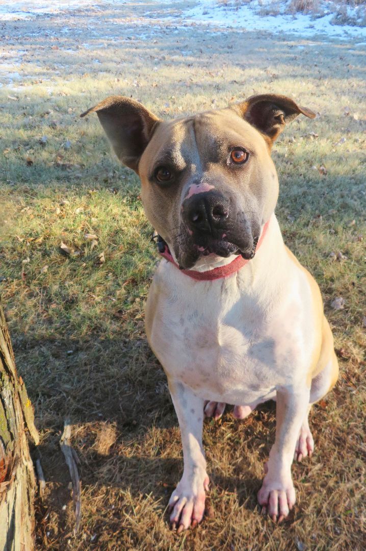 Jake, an adoptable Mixed Breed in Lapeer, MI, 48446 | Photo Image 3