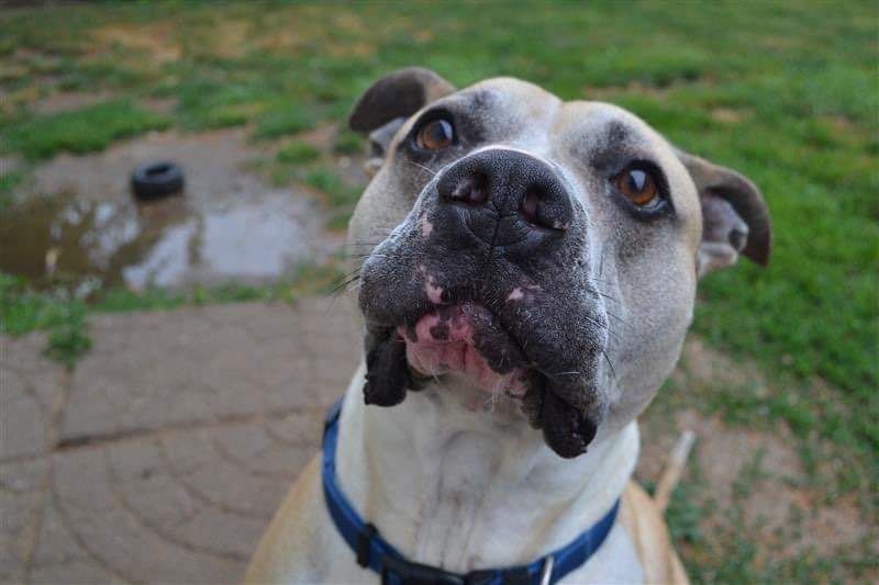 Jake, an adoptable Mixed Breed in Lapeer, MI, 48446 | Photo Image 4