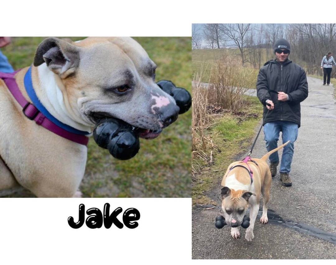Jake, an adoptable Mixed Breed in Lapeer, MI, 48446 | Photo Image 5