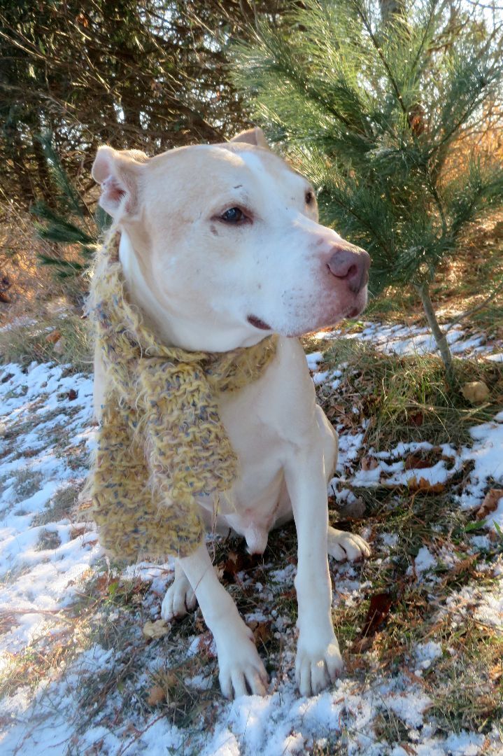 Wyatt, an adoptable Mixed Breed in Lapeer, MI, 48446 | Photo Image 2