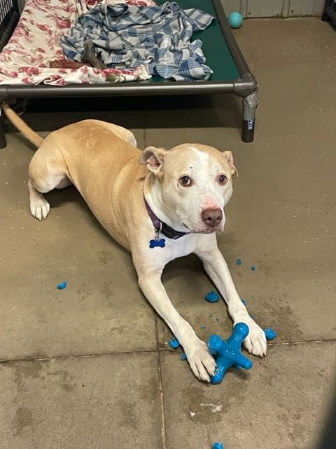 Wyatt, an adoptable Mixed Breed in Lapeer, MI, 48446 | Photo Image 3
