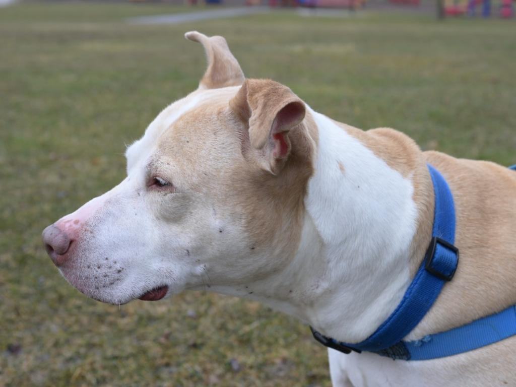 Wyatt, an adoptable Mixed Breed in Lapeer, MI, 48446 | Photo Image 4