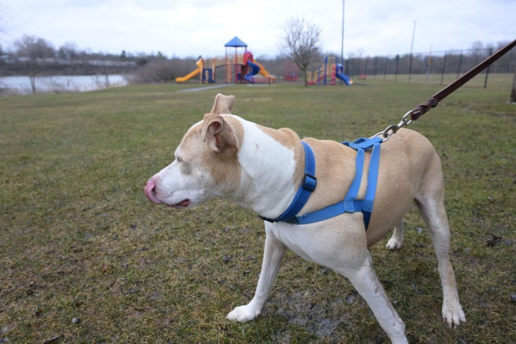 Wyatt, an adoptable Mixed Breed in Lapeer, MI, 48446 | Photo Image 5