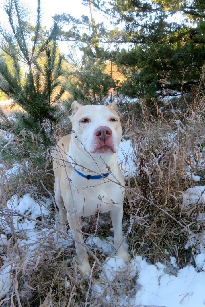 Wyatt, an adoptable Mixed Breed in Lapeer, MI, 48446 | Photo Image 1