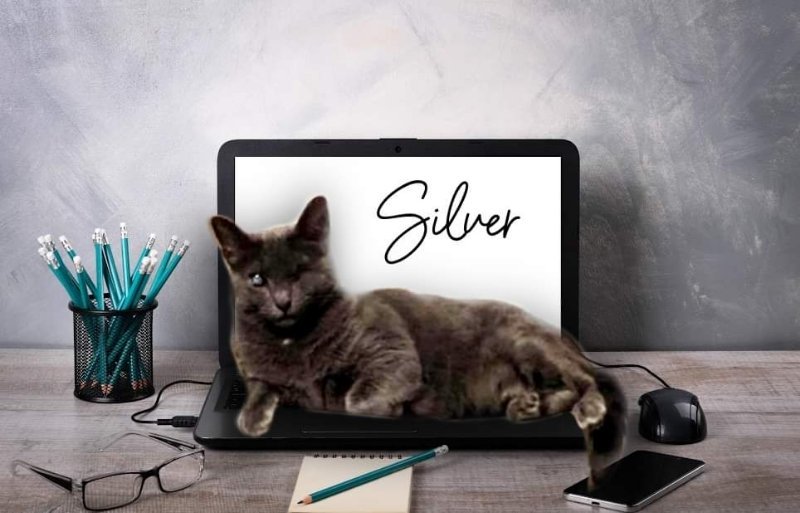 Silver Felv Foster Kitty detail page