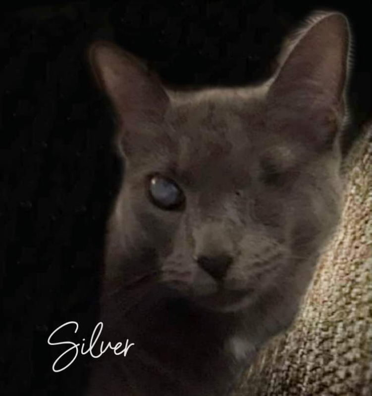 Silver (FELV+ Foster Kitty), an adoptable Domestic Short Hair in Gettysburg, PA, 17325 | Photo Image 2