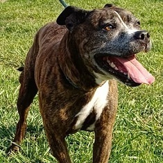 LOONEY- NEEDS A FOSTER/FOREVER HOME!!!, an adoptable Boxer in Birmingham, MI, 48012 | Photo Image 1