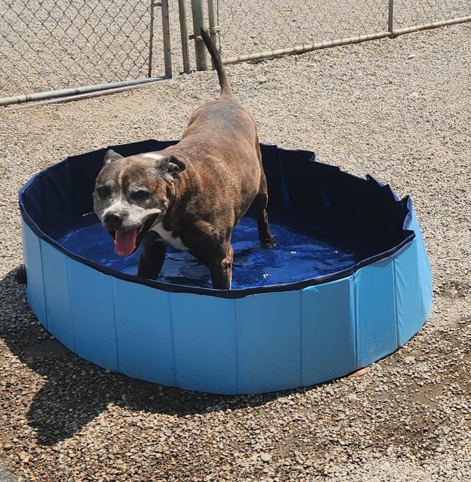 LOONEY- NEEDS A FOSTER/FOREVER HOME!!!, an adoptable Boxer in Birmingham, MI, 48012 | Photo Image 2