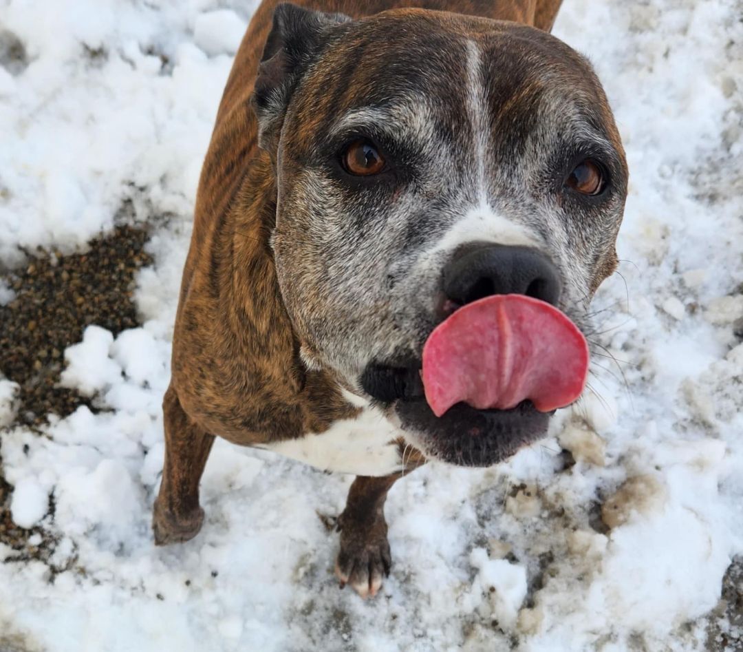 LOONEY- NEEDS A FOSTER/FOREVER HOME!!!, an adoptable Boxer in Birmingham, MI, 48012 | Photo Image 3