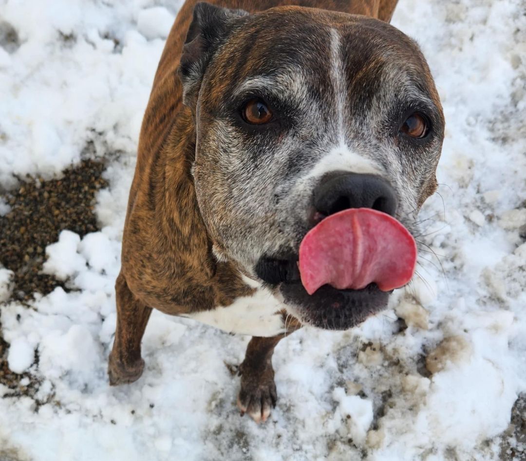 LOONEY- Needs a foster/forever home!, an adoptable Boxer in Birmingham, MI, 48012 | Photo Image 5