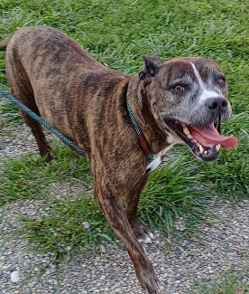 LOONEY- Needs a foster/forever home!, an adoptable Boxer in Birmingham, MI, 48012 | Photo Image 1