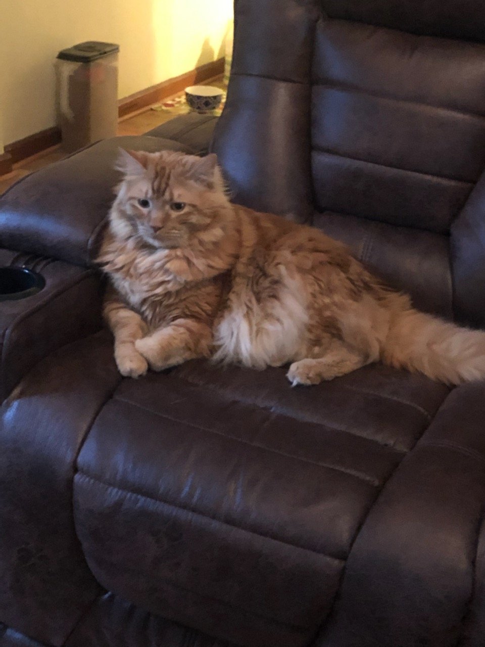 Buddy Kittens, an adoptable Domestic Long Hair in Eureka, MO, 63025 | Photo Image 3