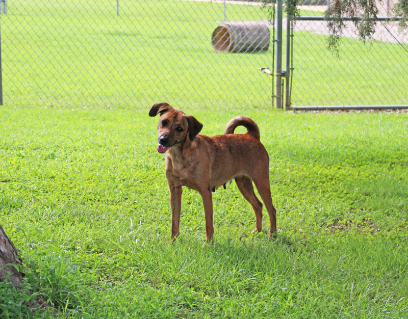 Olivia, an adoptable Mountain Cur in Savannah, TN, 38372 | Photo Image 1