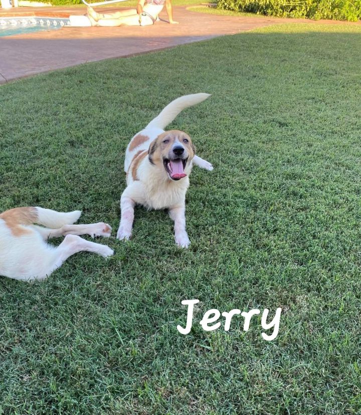 Jerry 4