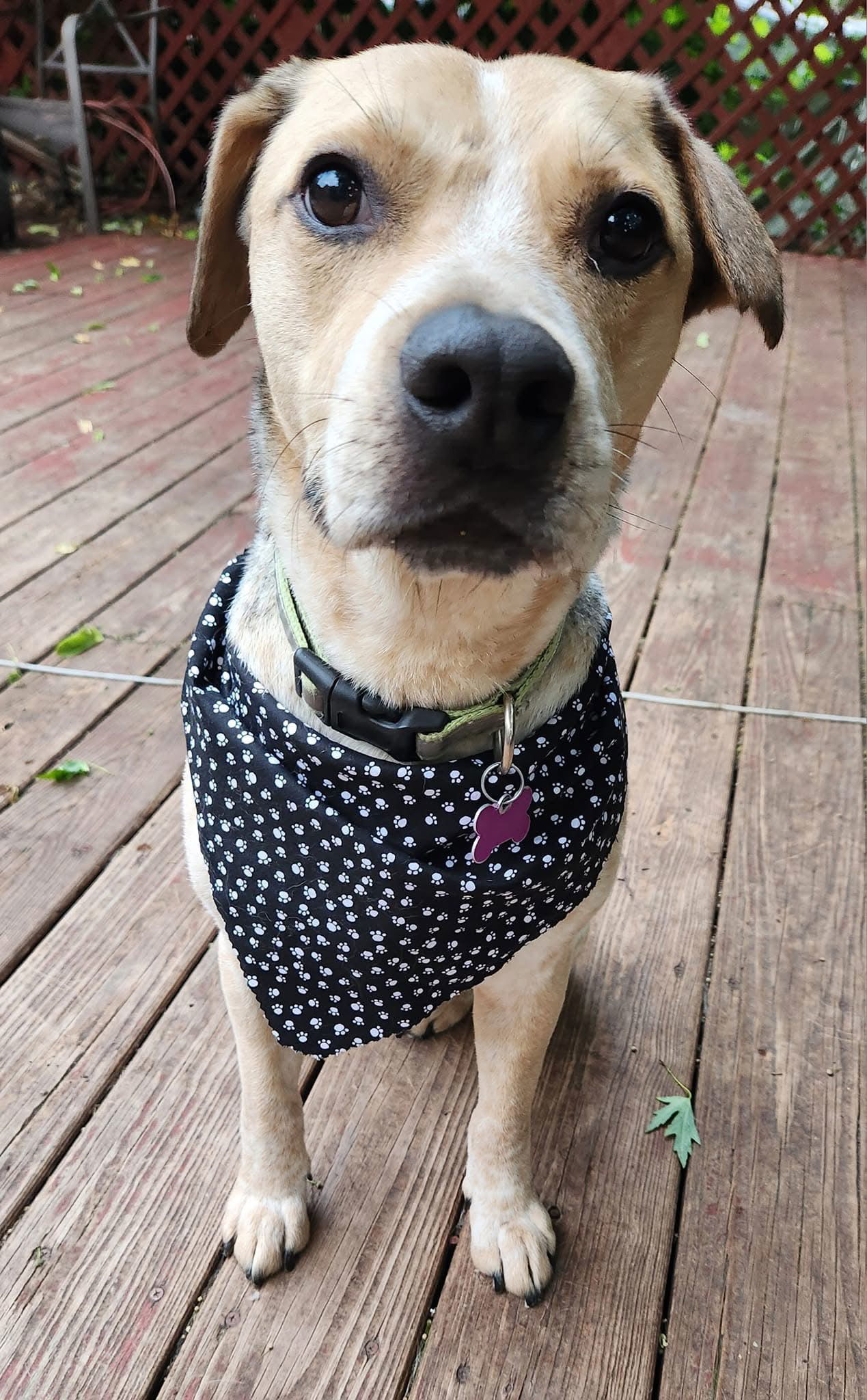 Rambler, an adoptable Beagle, Labrador Retriever in Crystal, MN, 55428 | Photo Image 1