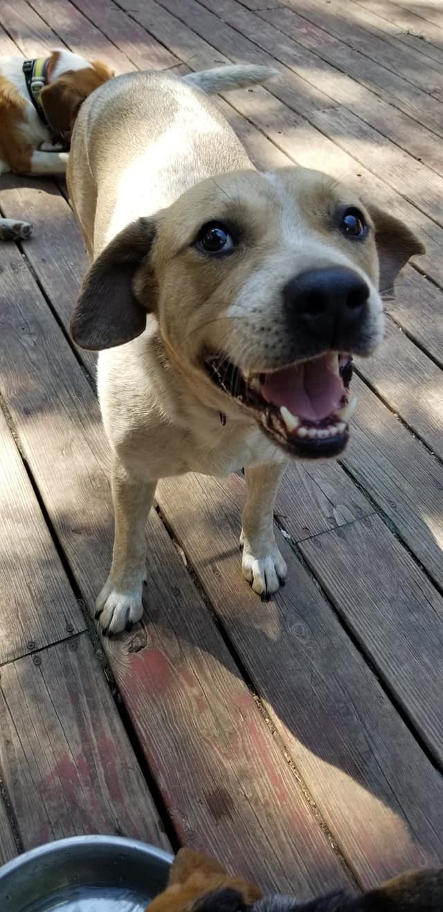 Rambler, an adoptable Beagle, Labrador Retriever in Crystal, MN, 55428 | Photo Image 2