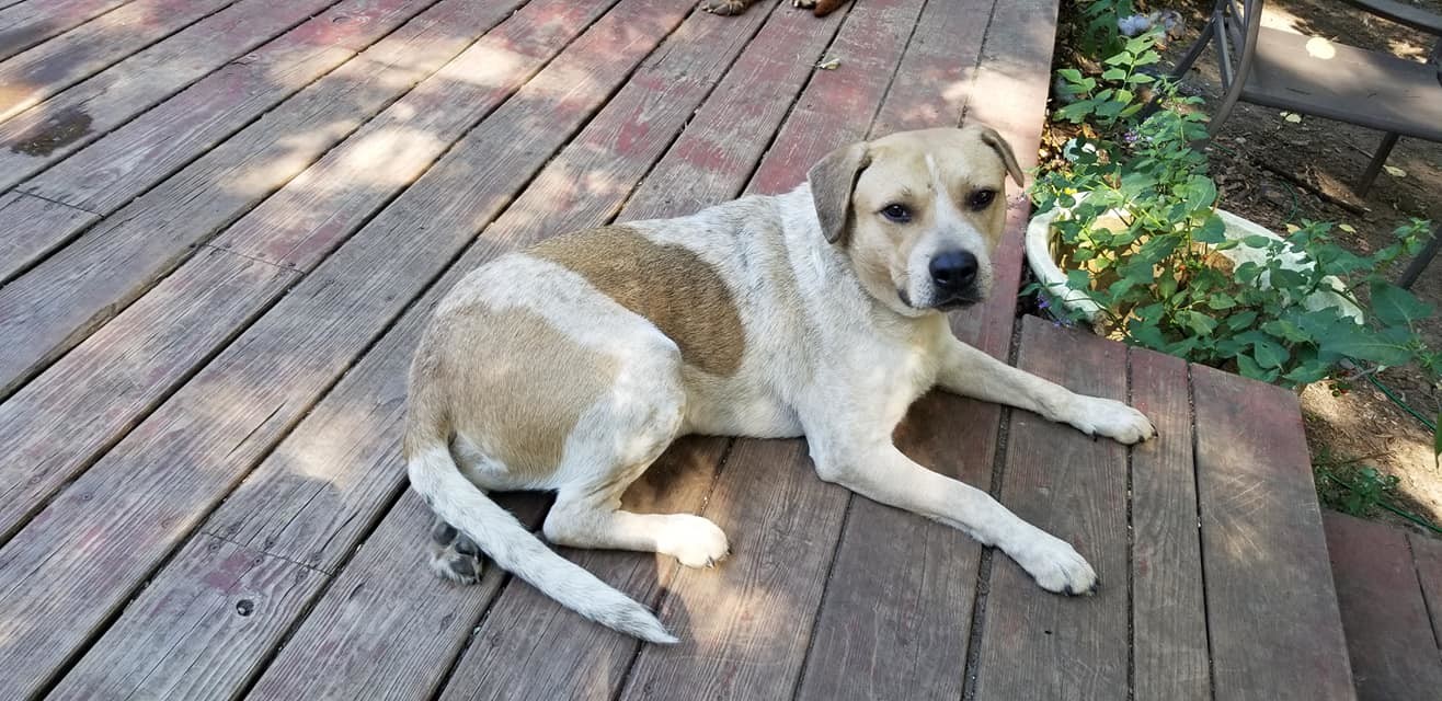 Rambler, an adoptable Beagle, Labrador Retriever in Crystal, MN, 55428 | Photo Image 2