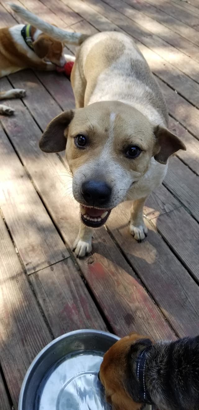 Rambler, an adoptable Beagle, Labrador Retriever in Crystal, MN, 55428 | Photo Image 3