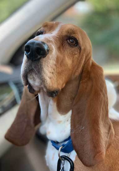 how old do basset hounds start to howl