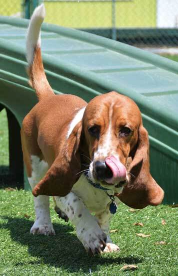 how to make a basset hound howl