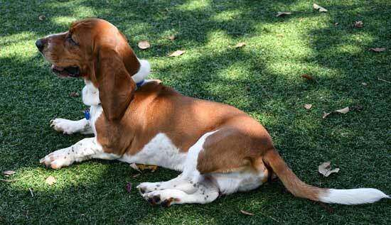 how to make a basset hound howl