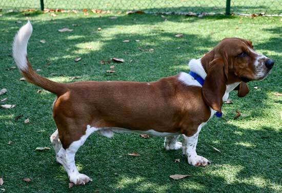 how old do basset hounds start to howl