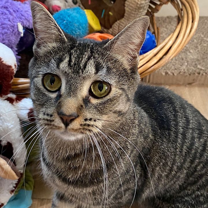 Elna, an adopted Tabby & Domestic Short Hair Mix in Springfield, OR_image-1