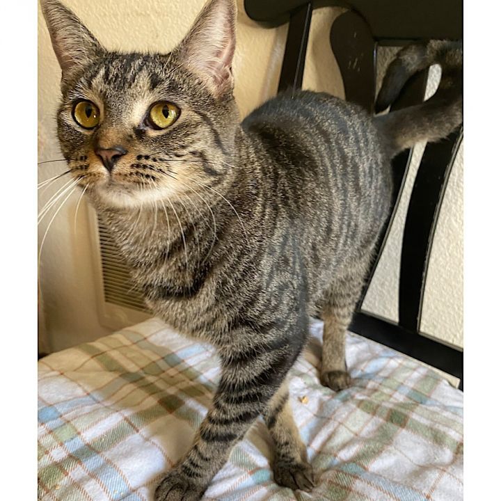 Elna, an adopted Tabby & Domestic Short Hair Mix in Springfield, OR_image-2
