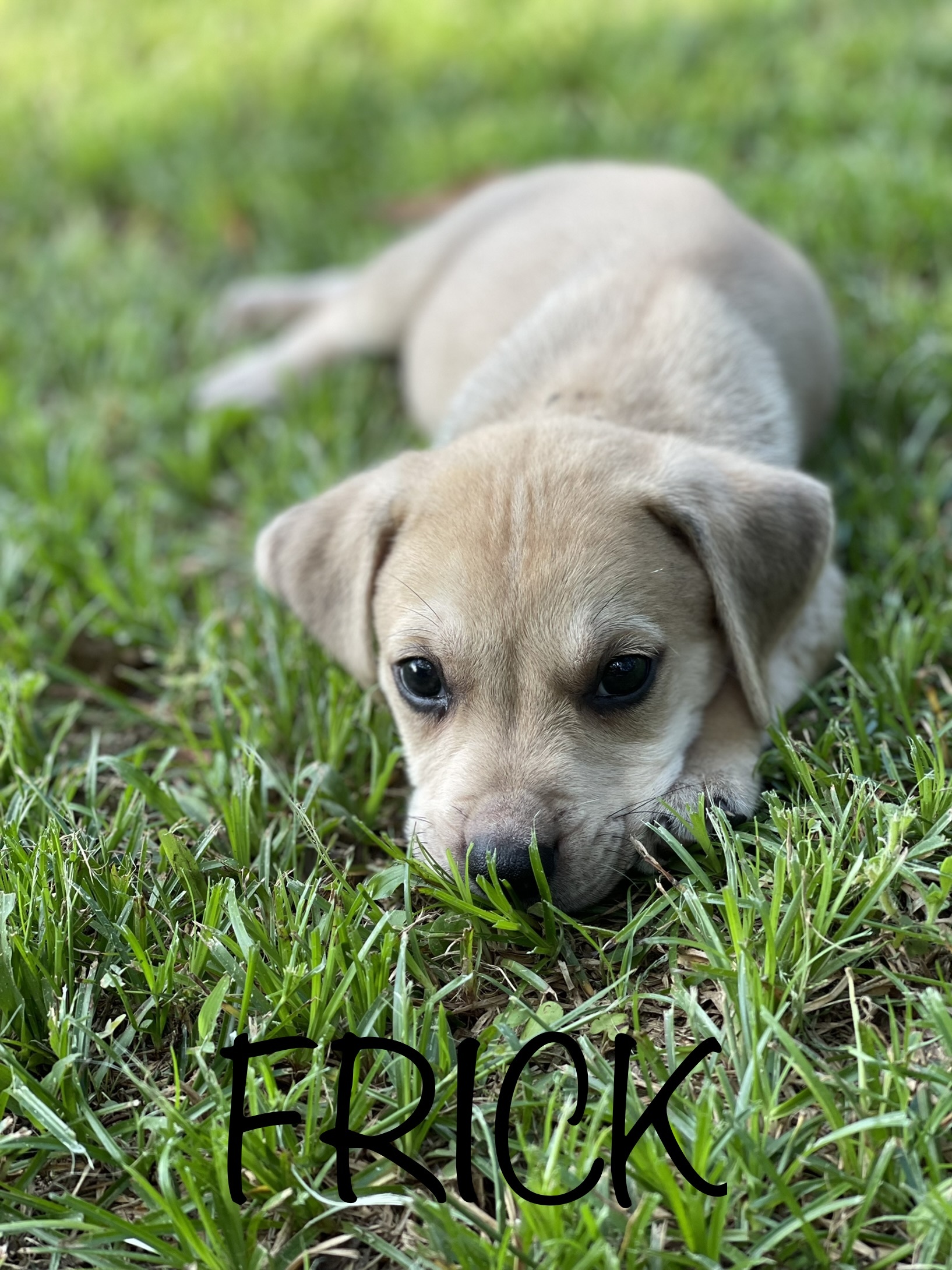 Dog For Adoption Frick A Labrador Retriever Mix In Brewton Al Petfinder