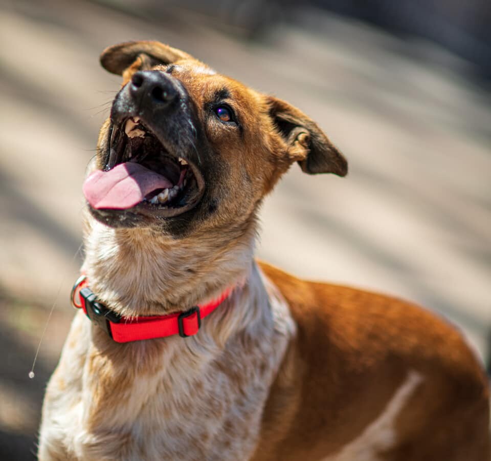 Ruger, an adoptable Shepherd, Cattle Dog in Diamondville, WY, 83116 | Photo Image 3