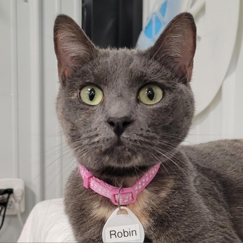 Robin, an adoptable Domestic Short Hair in Sheridan, WY, 82801 | Photo Image 1