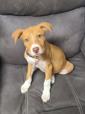 Dog For Adoption Ellie A Mixed Breed In Tulsa Ok Petfinder