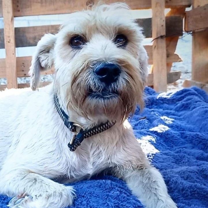 Teddy, an adopted Terrier & Schnauzer Mix in San Diego, CA_image-1