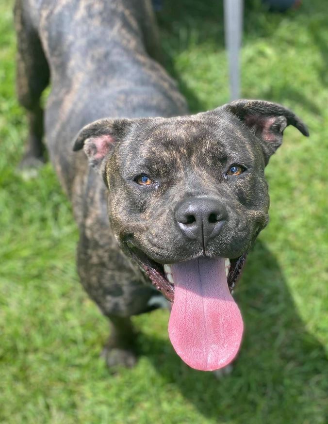 Hemmie, an adoptable Pit Bull Terrier in Olean, NY, 14760 | Photo Image 1