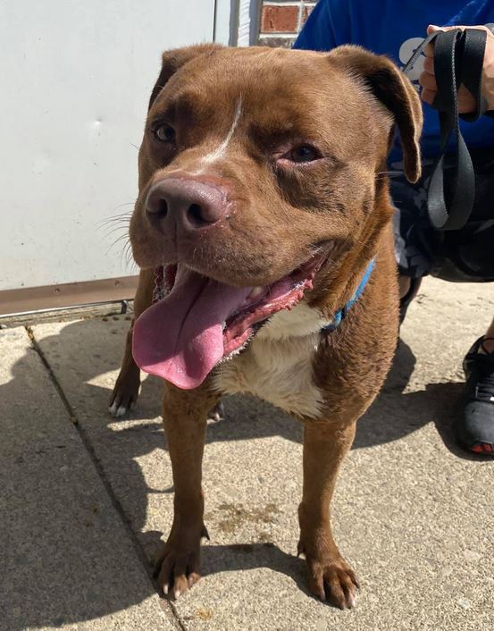 Brutus, an adoptable Pit Bull Terrier in Olean, NY, 14760 | Photo Image 1