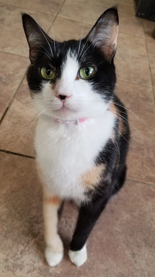 Lolita, an adoptable American Shorthair in Naples, FL, 34116 | Photo Image 1