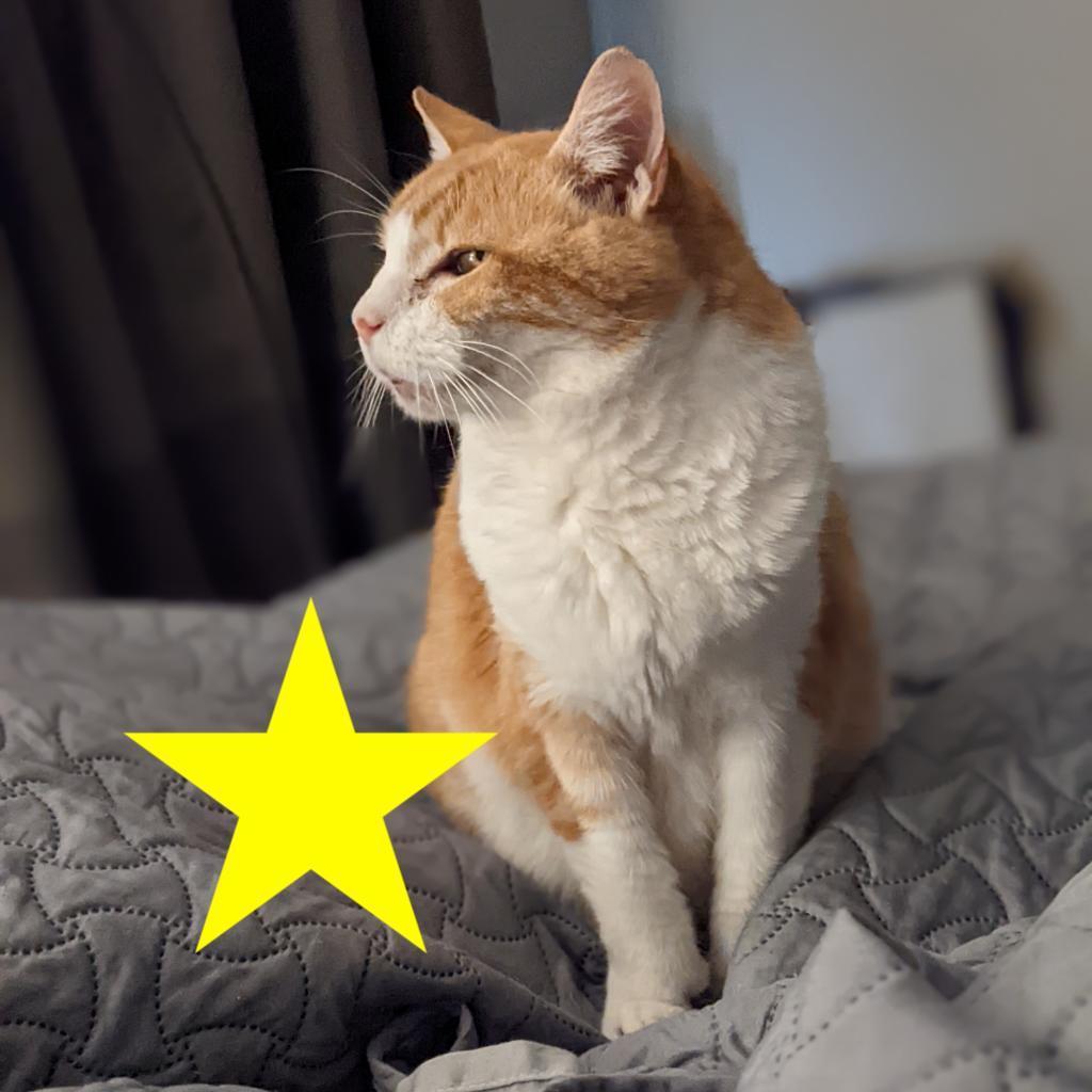 Amelia, an adoptable Domestic Short Hair, Extra-Toes Cat / Hemingway Polydactyl in Houston, TX, 77070 | Photo Image 1