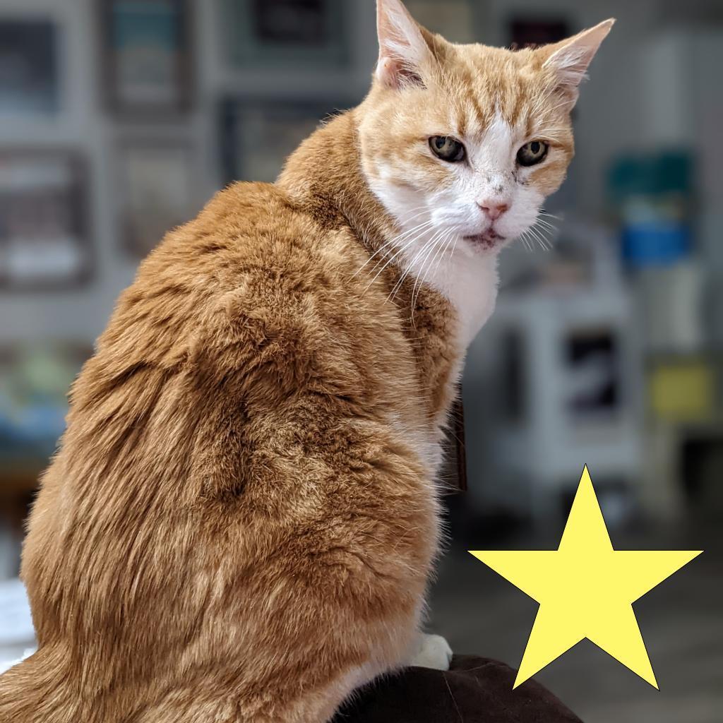 Amelia, an adoptable Domestic Short Hair, Extra-Toes Cat / Hemingway Polydactyl in Houston, TX, 77070 | Photo Image 2