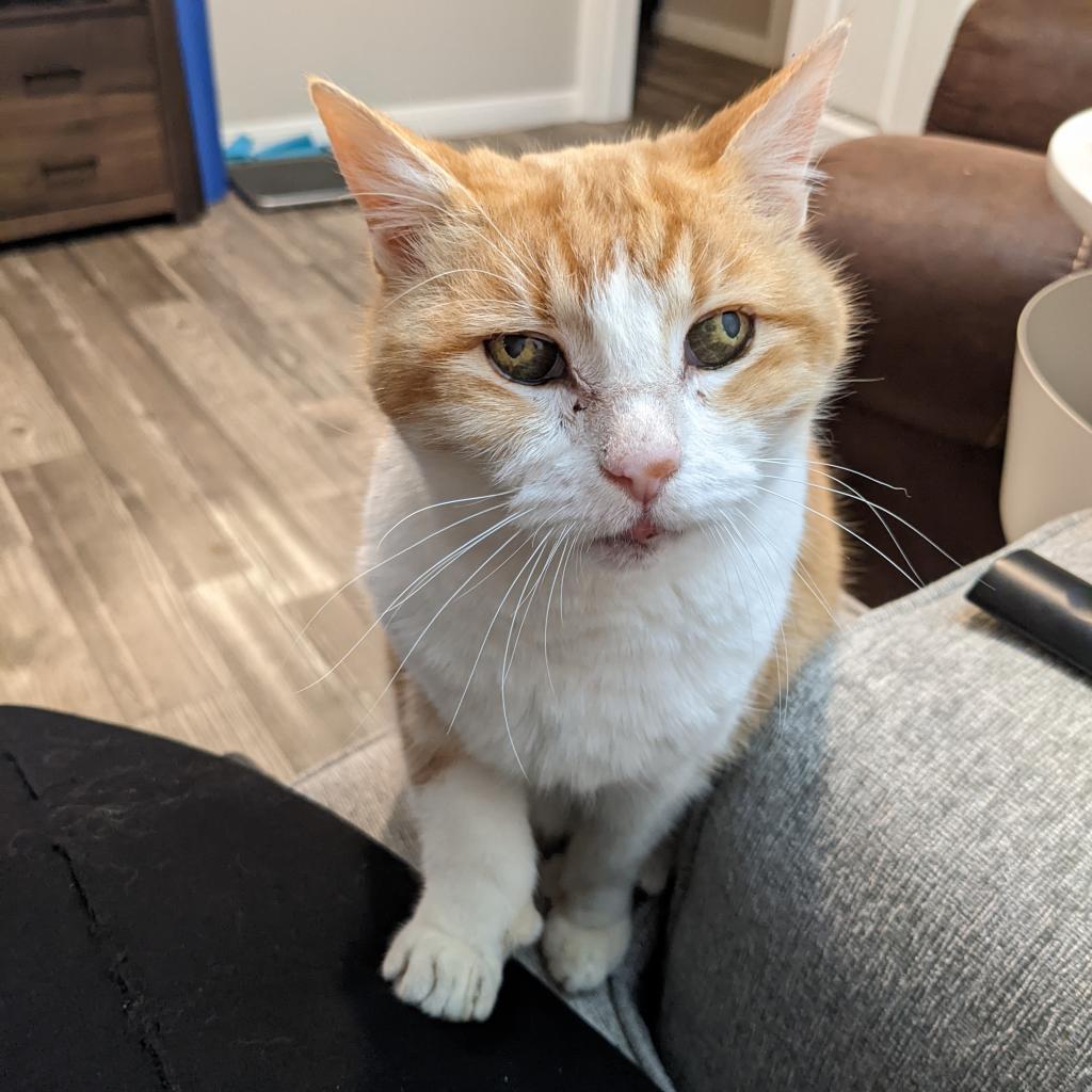 Amelia, an adoptable Domestic Short Hair, Extra-Toes Cat / Hemingway Polydactyl in Houston, TX, 77070 | Photo Image 4