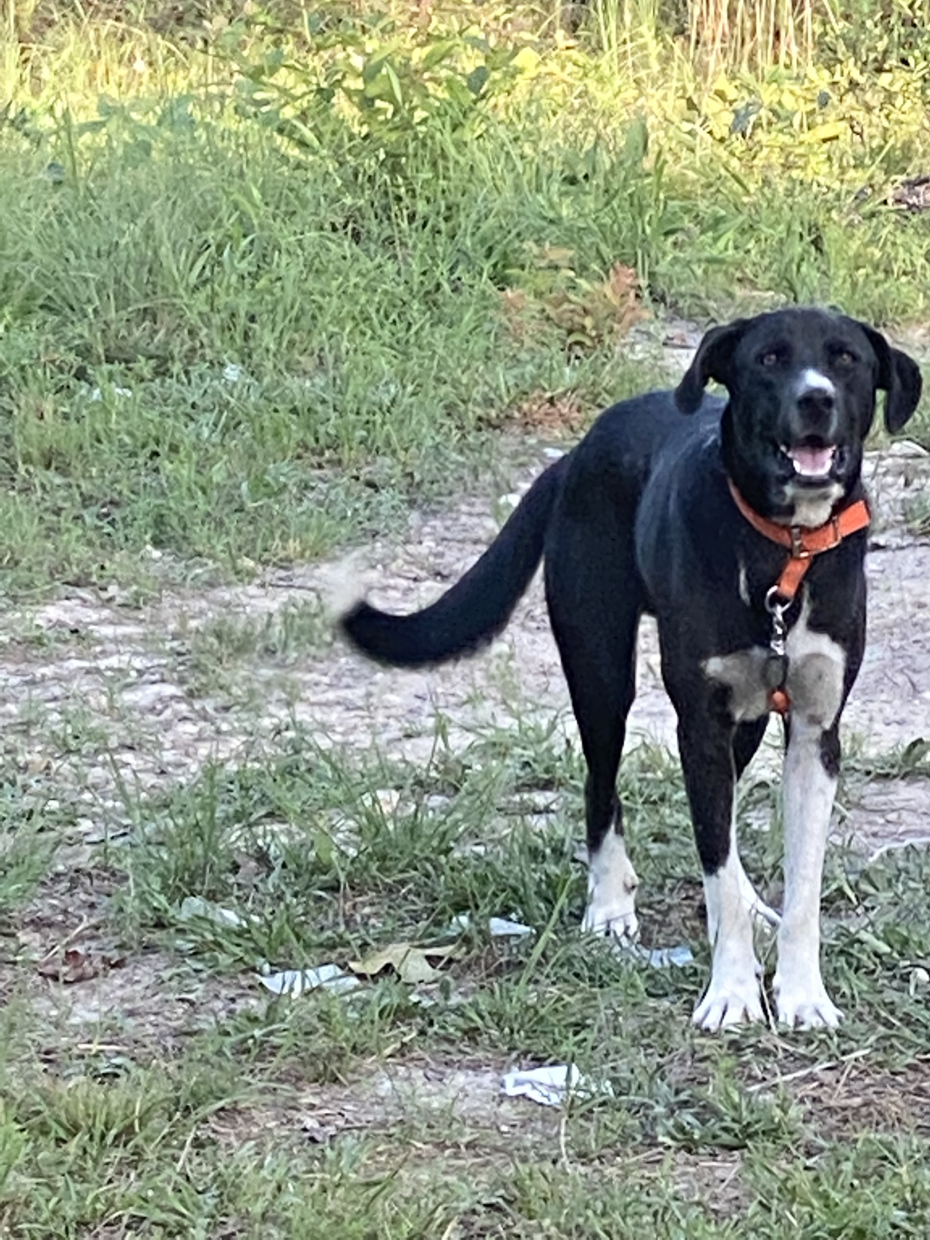 Milo , an adoptable Great Pyrenees in Vass, NC, 28394 | Photo Image 1