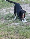 Milo  photo 2