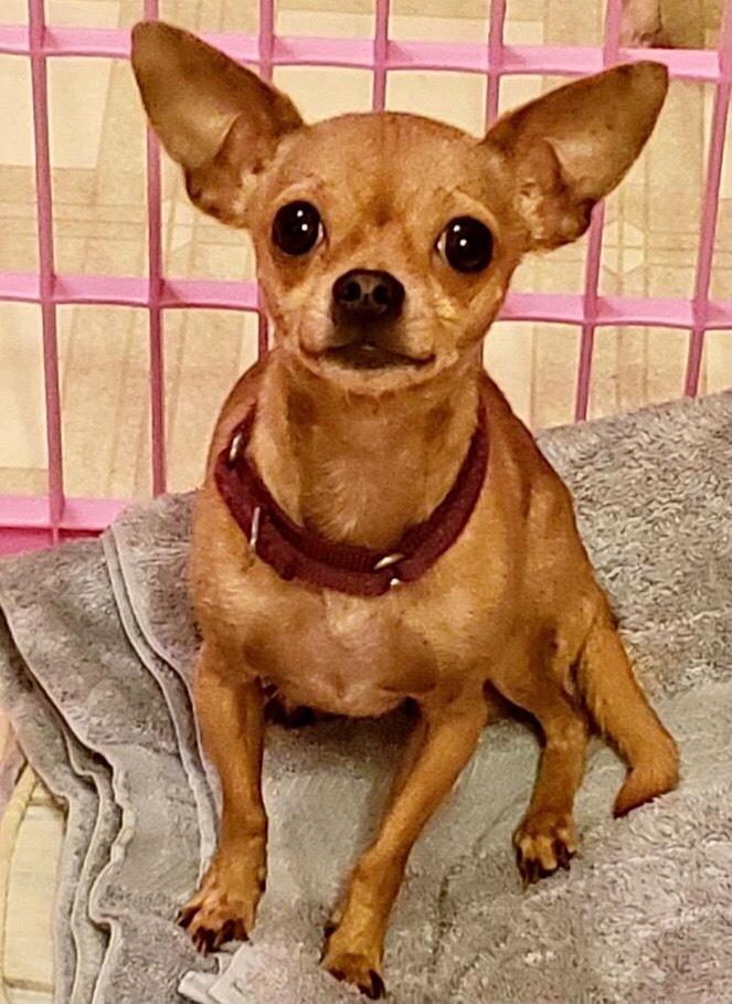 Dog For Adoption Krueger Aka Boris The Bully A Chihuahua In Vineland Nj Petfinder