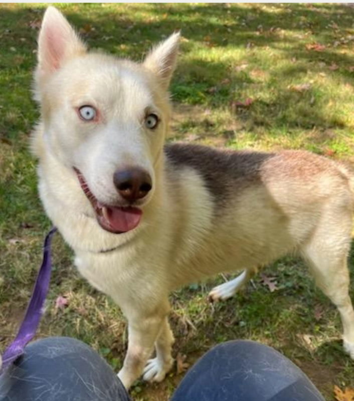 Nana ("Lonnie"), an adoptable Siberian Husky in Winston Salem, NC, 27104 | Photo Image 1