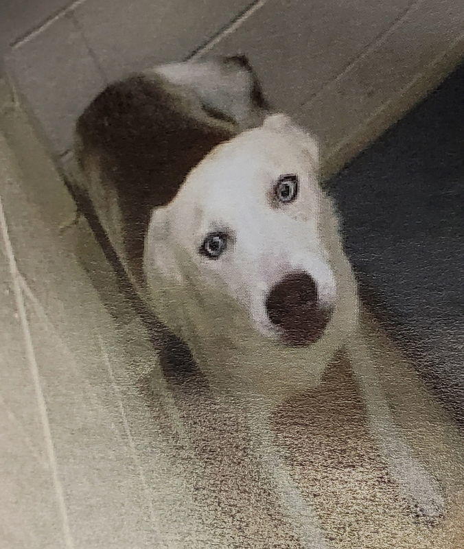 "Lonnie", an adoptable Siberian Husky in Winston Salem, NC, 27104 | Photo Image 2