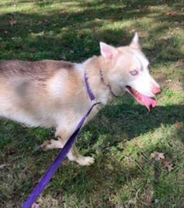 "Lonnie", an adoptable Siberian Husky in Winston Salem, NC, 27104 | Photo Image 3